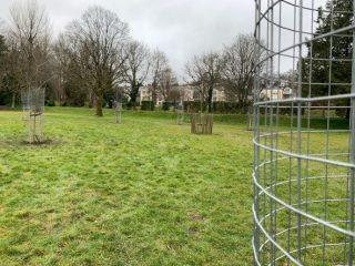Tree Planting Project in the Meadows